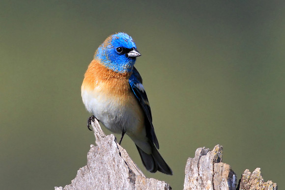Lazuli Bunting