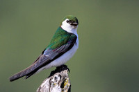 Violet-green Swallow