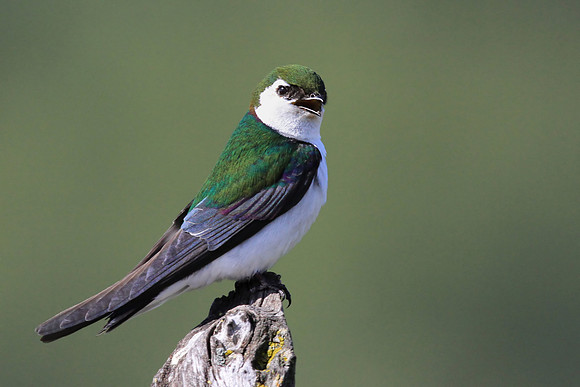 Violet-green Swallow