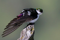 Violet-green Swallow