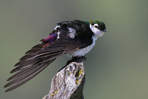 Violet-green Swallow