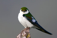 Violet-green Swallow