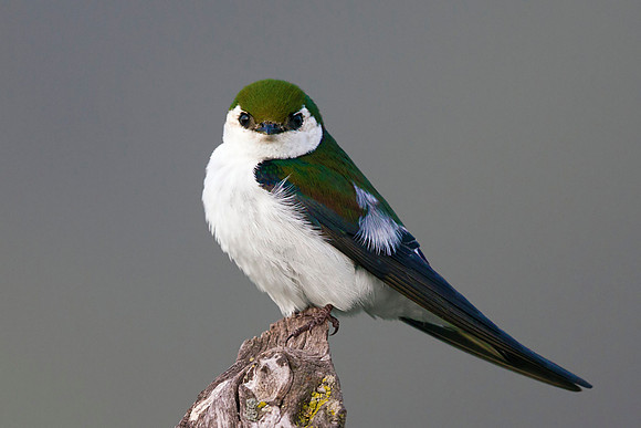 Violet-green Swallow