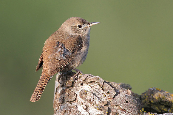 House Wren