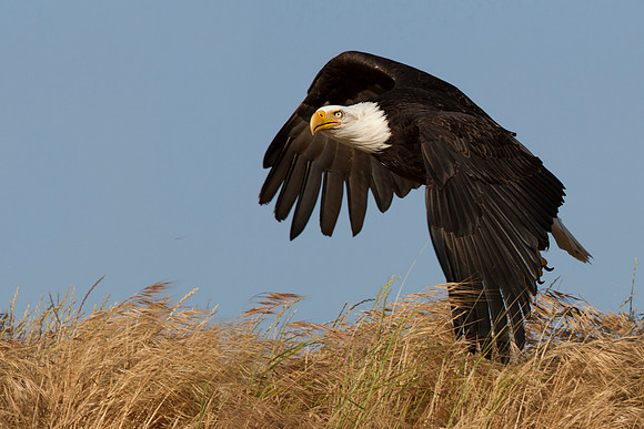 Bald Eagle