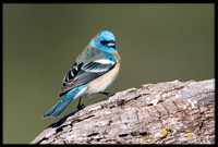 Lazuli Bunting