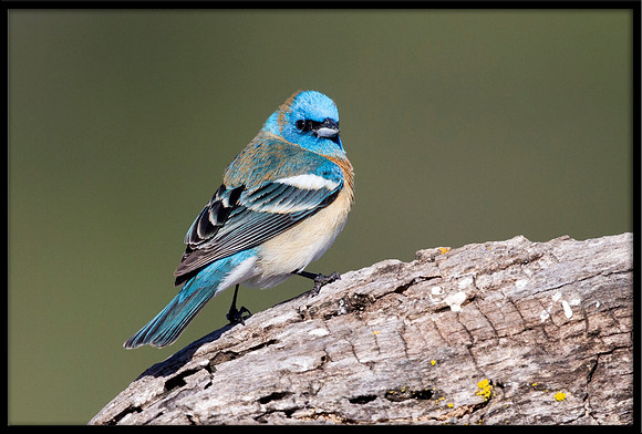 Lazuli Bunting