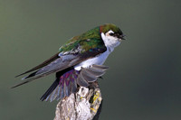 Violet-green Swallow
