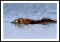 Muskrats