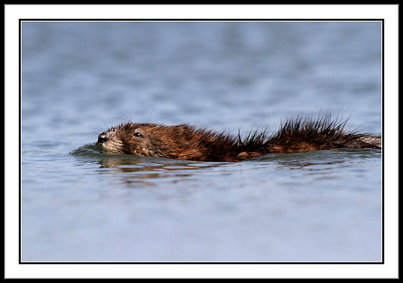 Muskrat