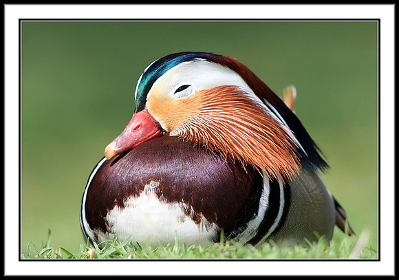 Mandarin Duck