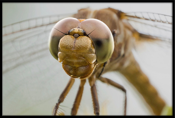 Dragonfly