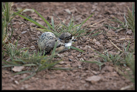 Killdeer newborn, hours old