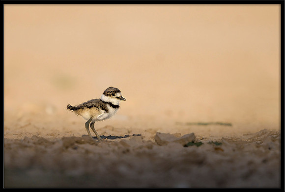 Killdeer chick