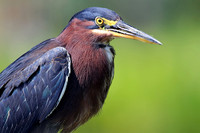 Green Herons