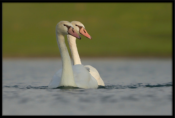 Mute Cygnets - 112 Days Old