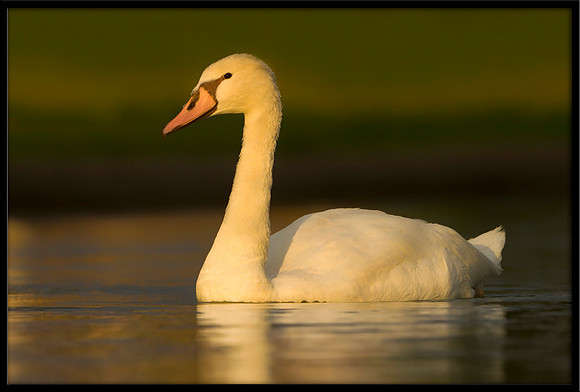 Mute Cygnet - 112 Days Old