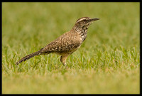 Cactus Wren