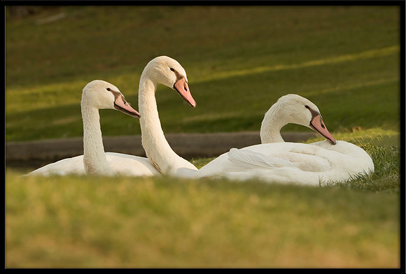 Mute Cygnets - 112 Days Old
