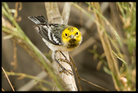 Hermit Warbler