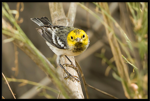 Hermit Warbler