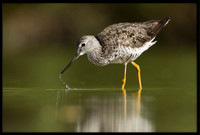 Greater Yellowlegs