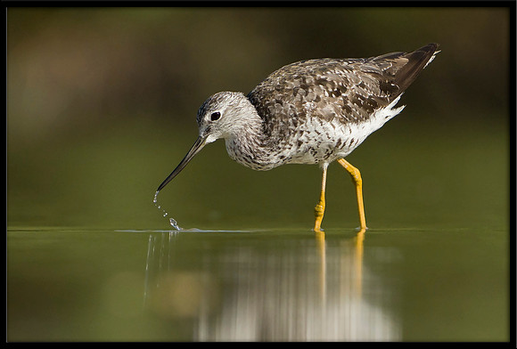 Greater Yellowlegs