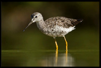 Greater Yellowlegs