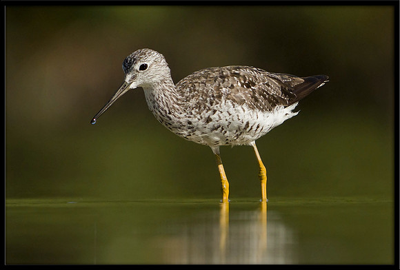 Greater Yellowlegs