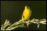 Lesser Goldfinch