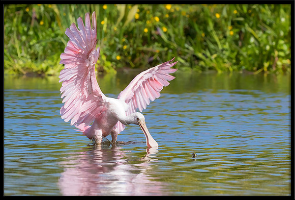 Roseate Spoonbill and Turtle