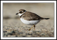 Semipalmated Plover