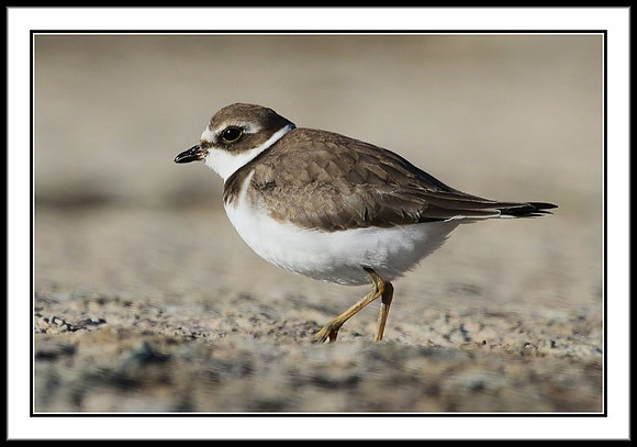 Semipalmated Plover