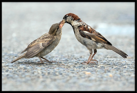 House Sparrow Feeding Time