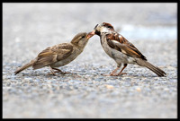 House Sparrows