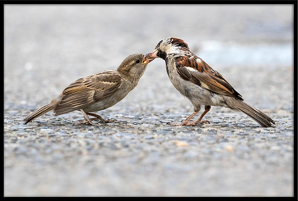 House Sparrow Feeding Time