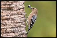 Gila Woodpeckers