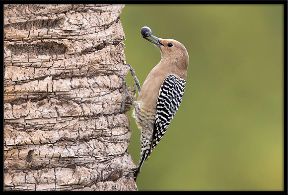 Gila Woodpecker