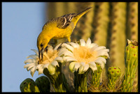 Hooded Oriole Grabbing a Bee
