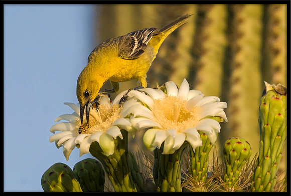 Hooded Oriole Grabbing a Bee