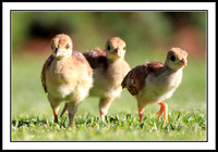 Peachicks