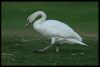 Mute Cygnet - 126 Days Old