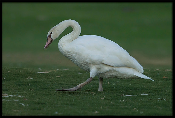 Mute Cygnet - 126 Days Old