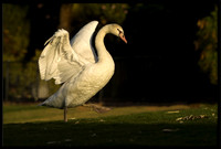 Mute Cygnet - 126 Days Old