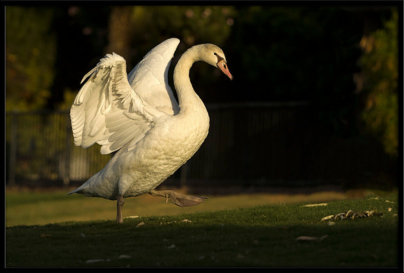 Mute Cygnet - 126 Days Old