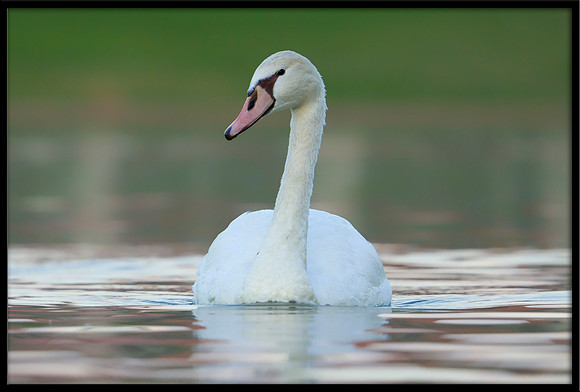 Mute Cygnet - 126 Days Old