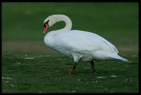 Mute Swan