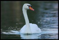 Mute Swan
