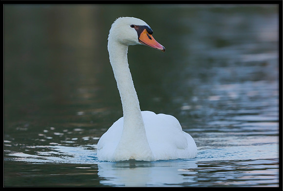 Mute Swan