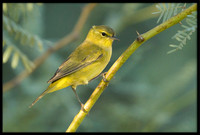 Orange-crowned Warbler